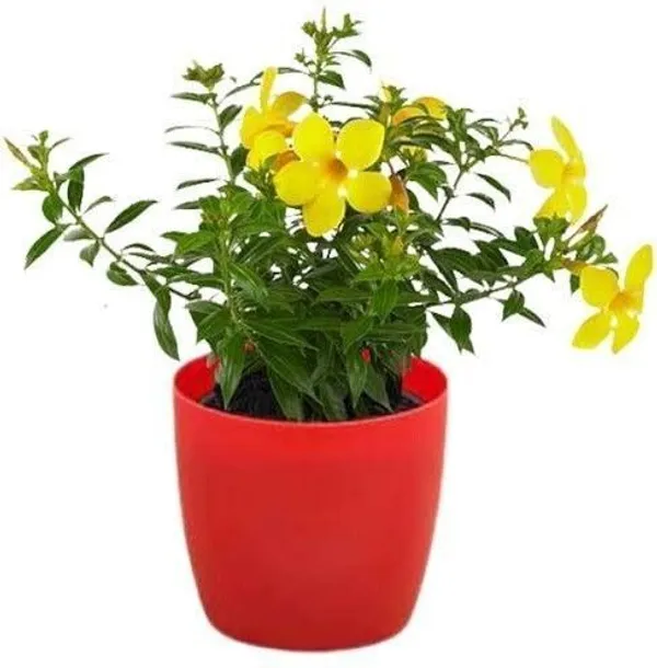 Mandevilla_Plant_(Hybrid,_Pack_of_1)