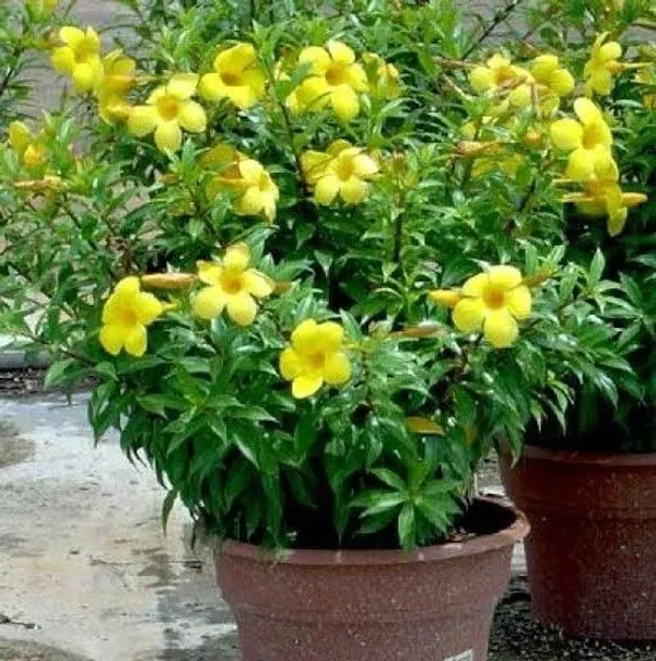 Mandevilla_Plant_(Hybrid,_Pack_of_1)