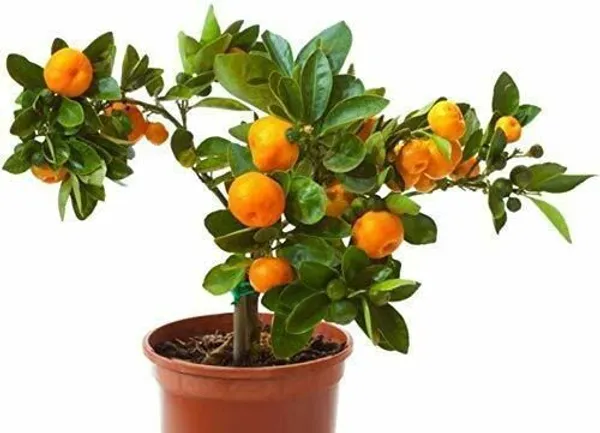 Orange_Plant_(Hybrid,_Pack_of_1)