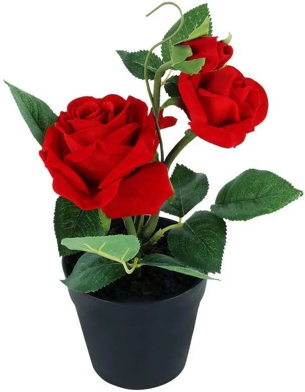 Rose_Plant_(Hybrid,_Pack_of_1)