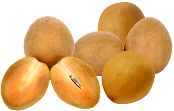 Chiku_Plant_(Hybrid,_Pack_of_1)