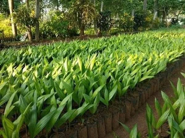 Betel_Nut/Supari_Plant_(Hybrid,_Pack_of_1)