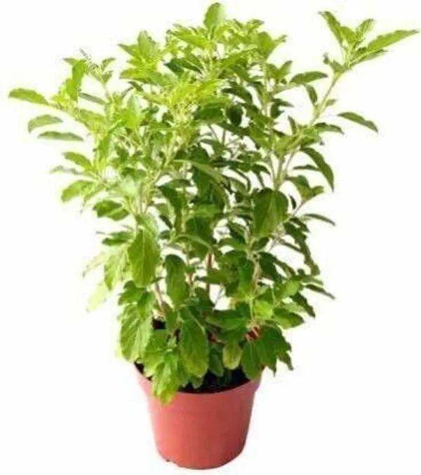 Tulsi_Plant_(Hybrid,_Pack_of_1)