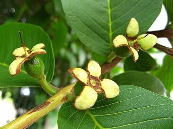 Guava_Plant_(Hybrid,_Pack_of_1)