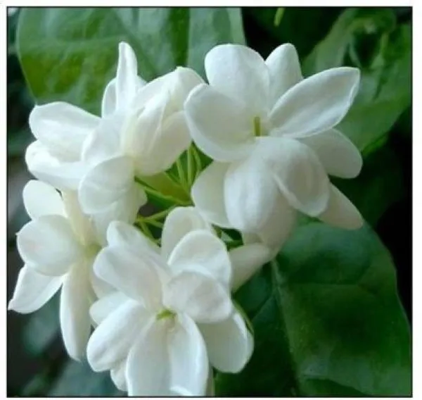 Jasmine_Plant_(Hybrid,_Pack_of_1)