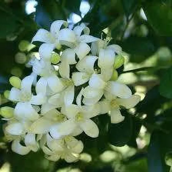 Madhu_Kamini_Plant_(Hybrid,_Pack_of_1)