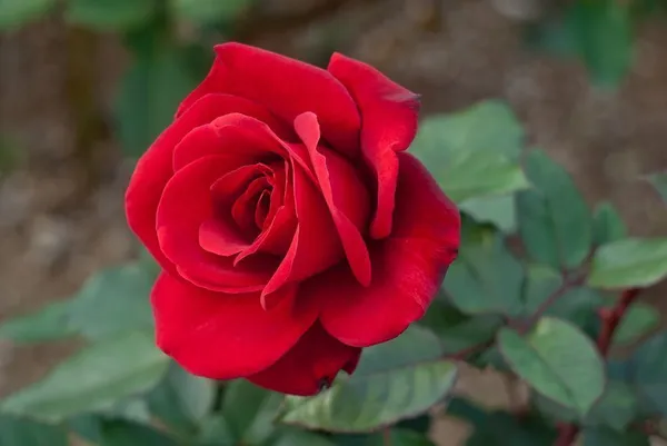 Rose_Plant_(Hybrid,_Pack_of_1)