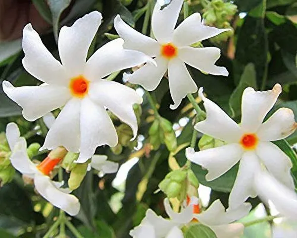 Jasmine_Plant_(Hybrid,_Pack_of_1)