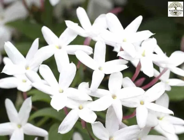 Jasmine_Plant_(Hybrid,_Pack_of_1)