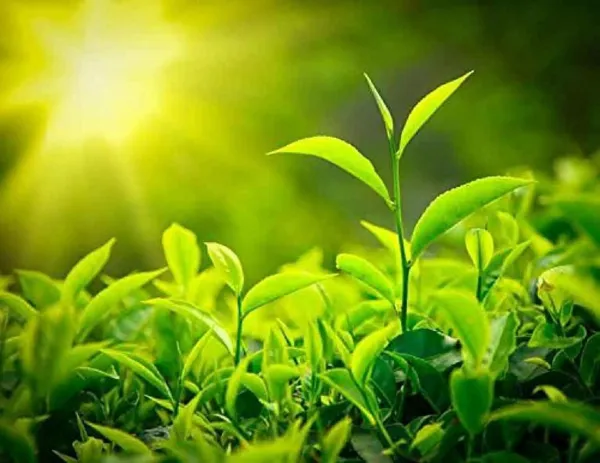 Tea_Plant_(Hybrid,_Pack_of_1)