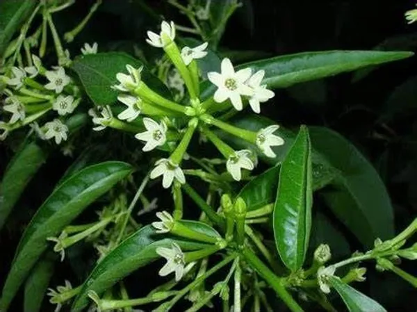 Jasmine_Plant_(Hybrid,_Pack_of_1)