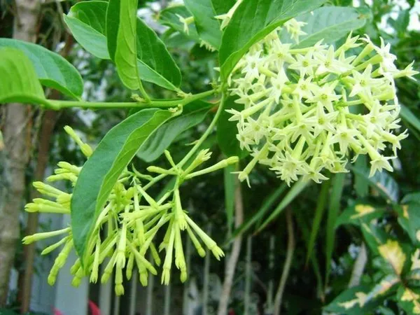 Night_Bloom_Jasmine_Plant_(Hybrid,_Pack_of_1)