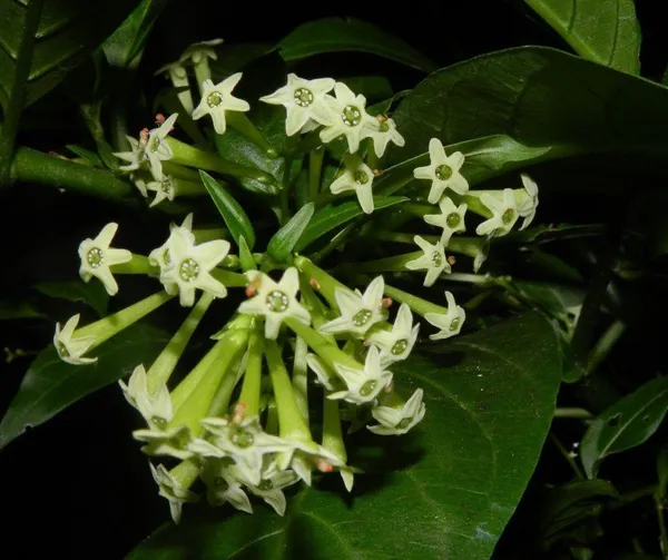 Night_Bloom_Jasmine_Plant_(Hybrid,_Pack_of_1)