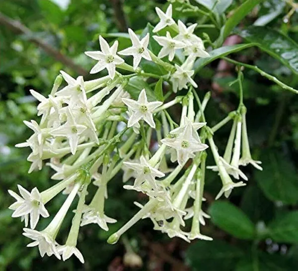 Night_Bloom_Jasmine_Plant_(Hybrid,_Pack_of_1)