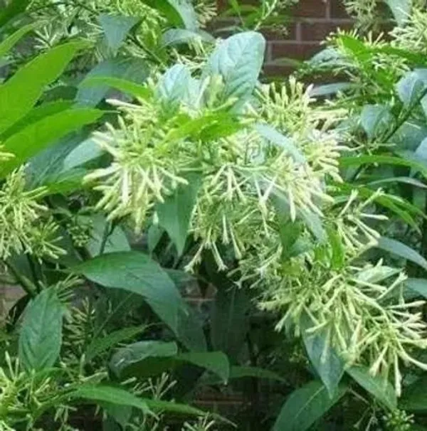 Night_Bloom_Jasmine_Plant_(Hybrid,_Pack_of_1)