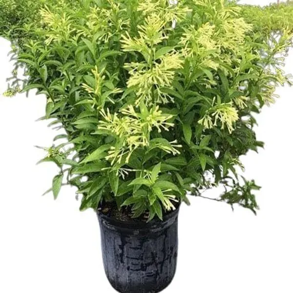 Night_Bloom_Jasmine_Plant_(Hybrid,_Pack_of_1)