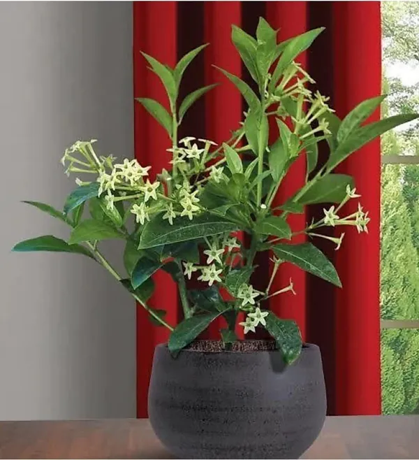 Night_Bloom_Jasmine_Plant_(Hybrid,_Pack_of_1)