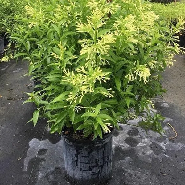 Jasmine_Plant_(Hybrid,_Pack_of_1)
