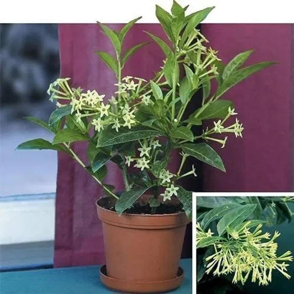 Night_Bloom_Jasmine_Plant_(Hybrid,_Pack_of_1)
