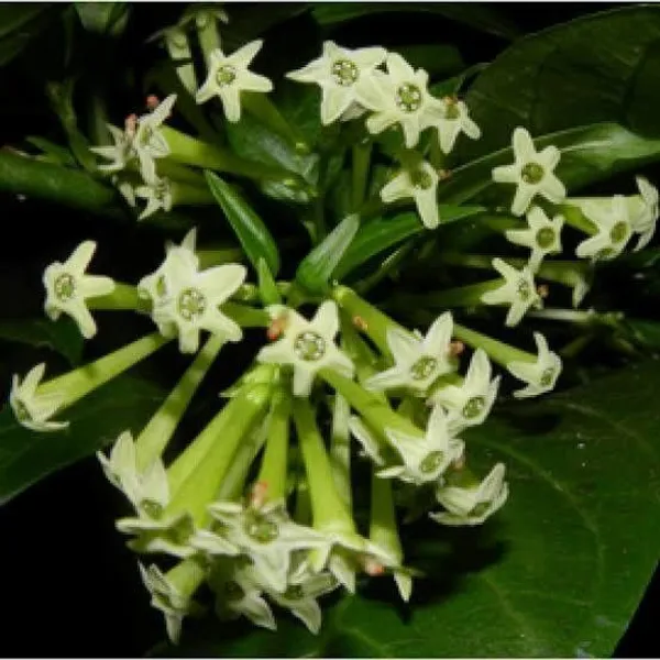 Night_Bloom_Jasmine_Plant_(Hybrid,_Pack_of_1)