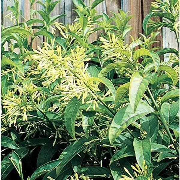 Night_Bloom_Jasmine_Plant_(Hybrid,_Pack_of_1)