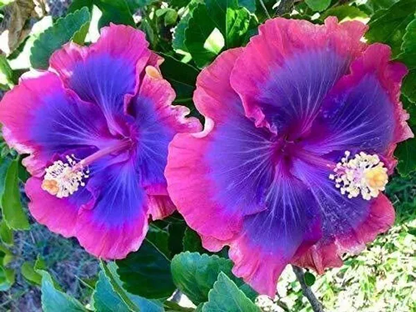 Hibiscus_Plant_(Hybrid,_Pack_of_1)
