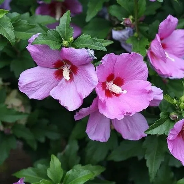 Hibiscus_Plant_(Hybrid,_Pack_of_1)