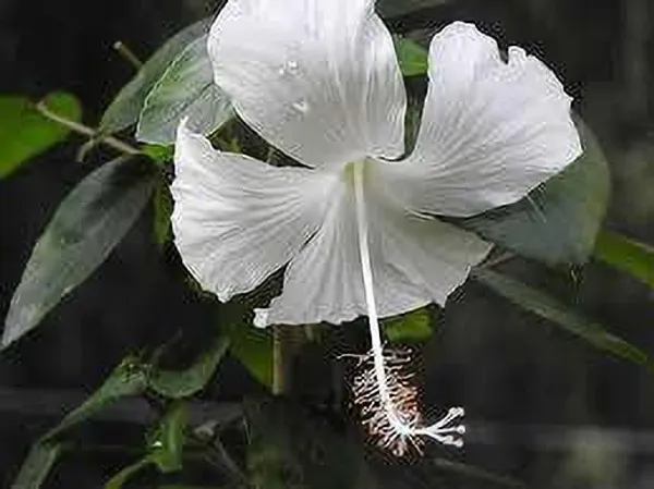 Hibiscus_Plant_(Hybrid,_Pack_of_1)