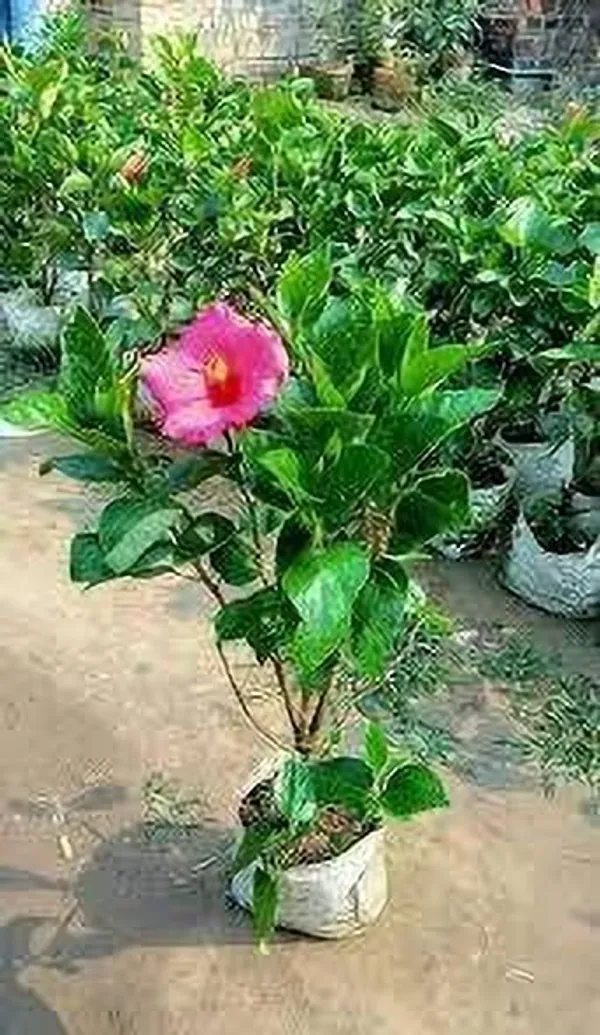 Hibiscus_Plant_(Hybrid,_Pack_of_1)