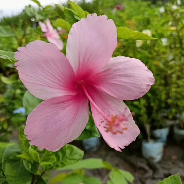Hibiscus_Plant_(Hybrid,_Pack_of_1)