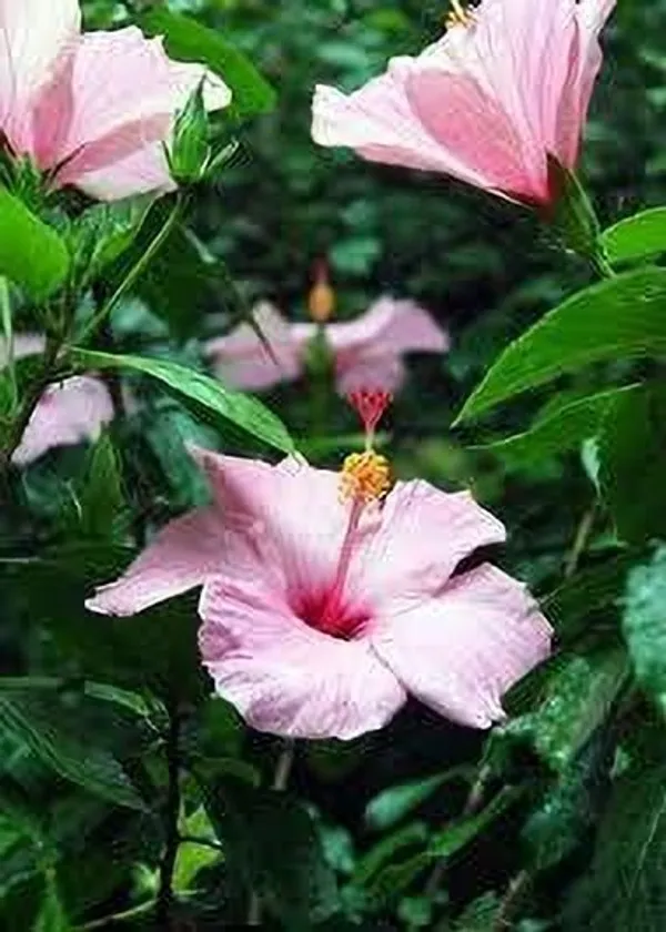 Hibiscus_Plant_(Hybrid,_Pack_of_1)