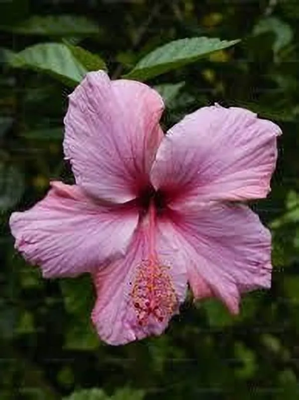 Hibiscus_Plant_(Hybrid,_Pack_of_1)