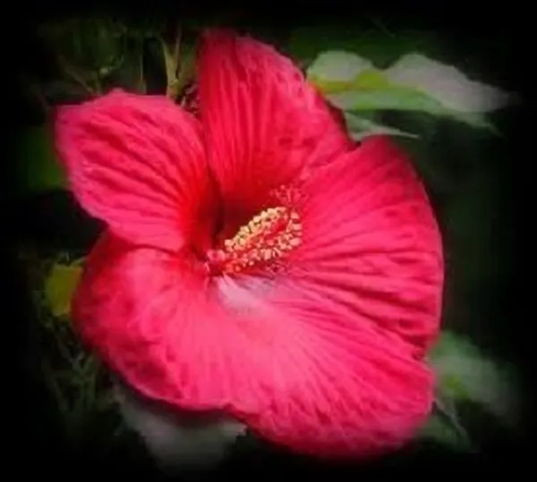 Hibiscus_Plant_(Hybrid,_Pack_of_1)