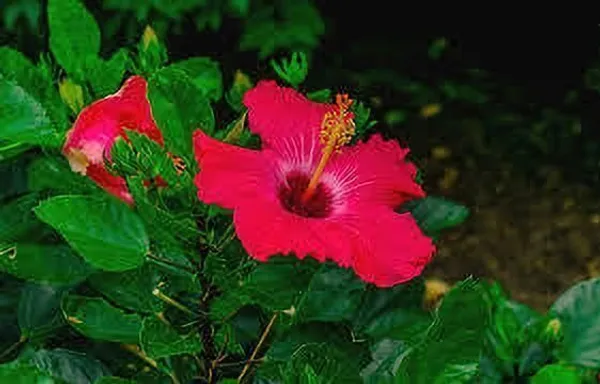 Hibiscus_Plant_(Hybrid,_Pack_of_1)