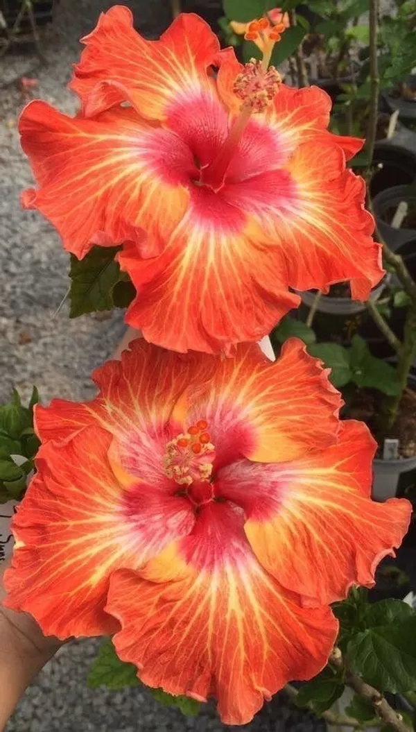 Hibiscus_Plant_(Hybrid,_Pack_of_1)