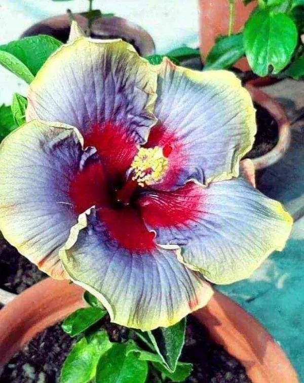 Hibiscus_Plant_(Hybrid,_Pack_of_1)