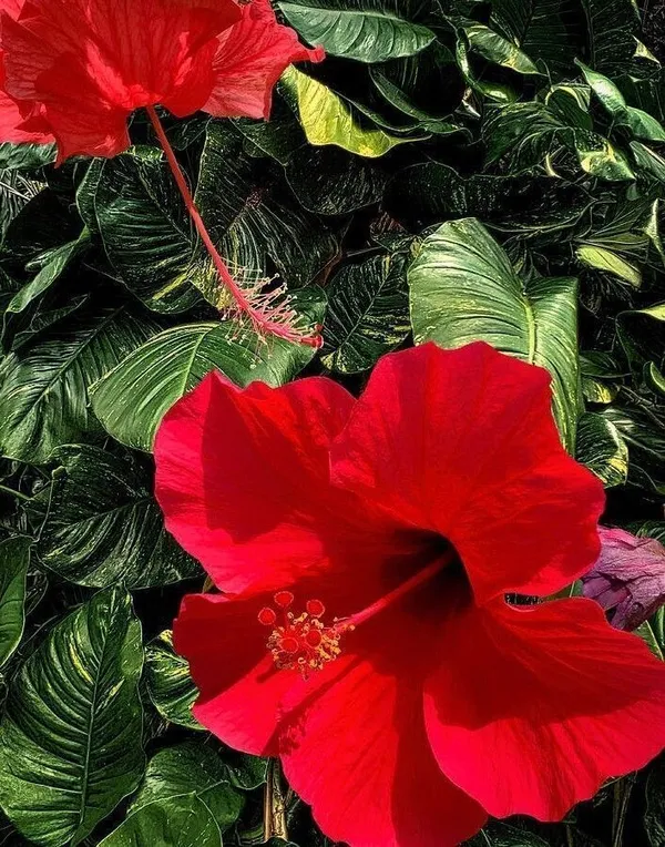Hibiscus_Plant_(Hybrid,_Pack_of_1)