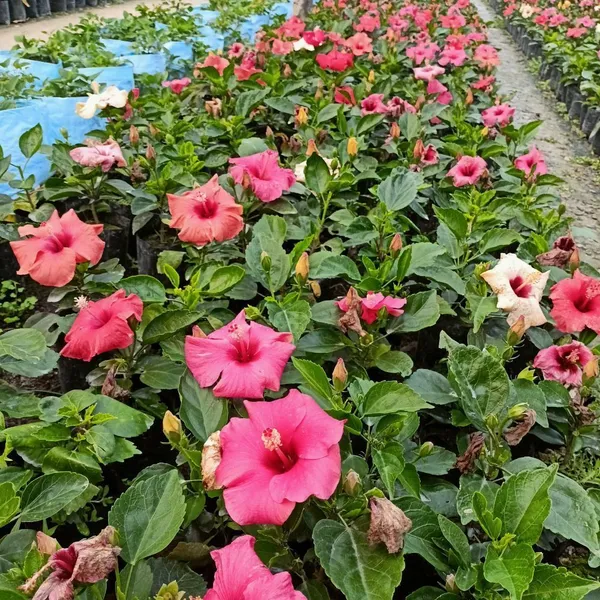Hibiscus_Plant_(Hybrid,_Pack_of_1)