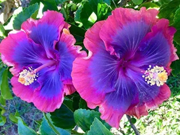 Hibiscus_Plant_(Hybrid,_Pack_of_1)