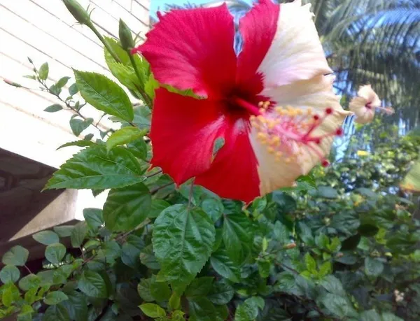 Hibiscus_Plant_(Hybrid,_Pack_of_1)