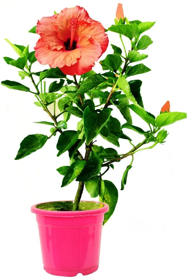 Hibiscus_Plant_(Hybrid,_Pack_of_1)