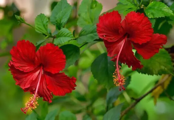 Hibiscus_Plant_(Hybrid,_Pack_of_1)