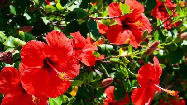 Hibiscus_Plant_(Hybrid,_Pack_of_1)