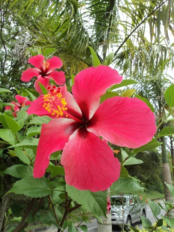 Hibiscus_Plant_(Hybrid,_Pack_of_1)