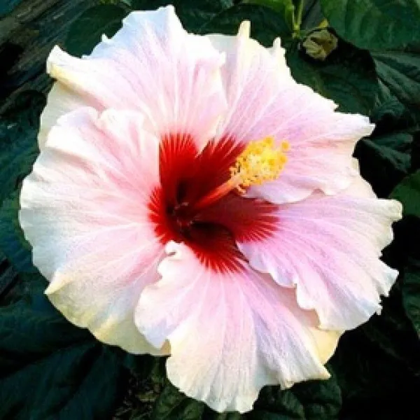 Hibiscus_Plant_(Hybrid,_Pack_of_1)
