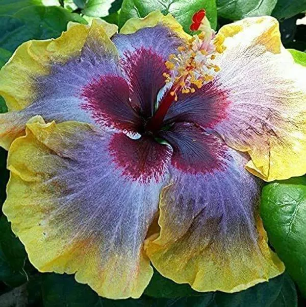 Hibiscus_Plant_(Hybrid,_Pack_of_1)