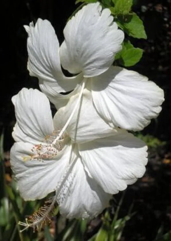 Hibiscus_Plant_(Hybrid,_Pack_of_1)