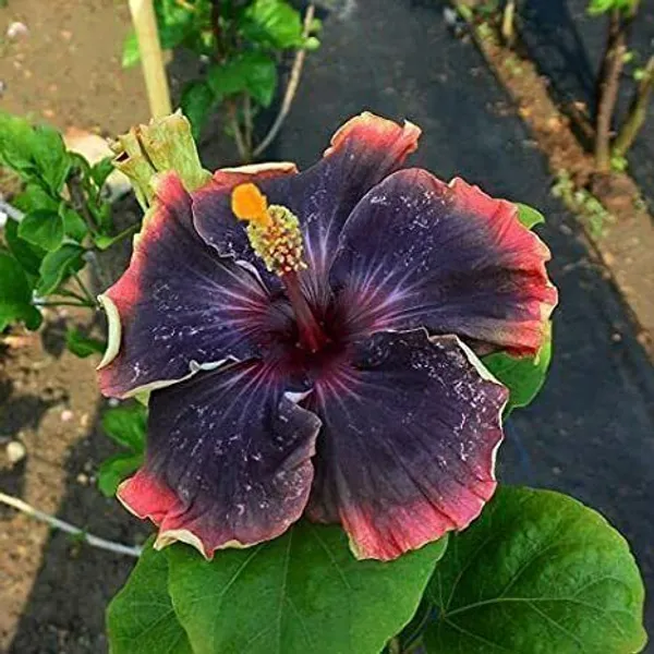 Hibiscus_Plant_(Hybrid,_Pack_of_1)