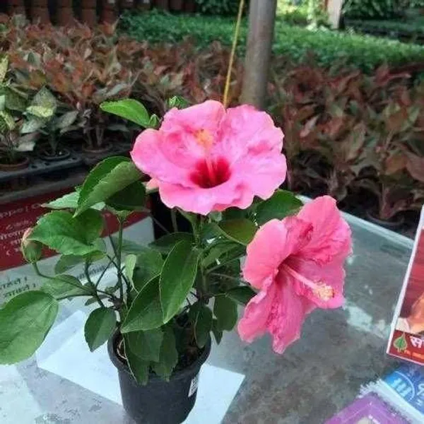 Hibiscus_Plant_(Hybrid,_Pack_of_1)
