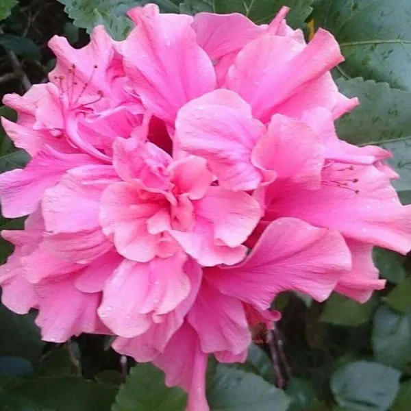 Hibiscus_Plant_(Hybrid,_Pack_of_1)